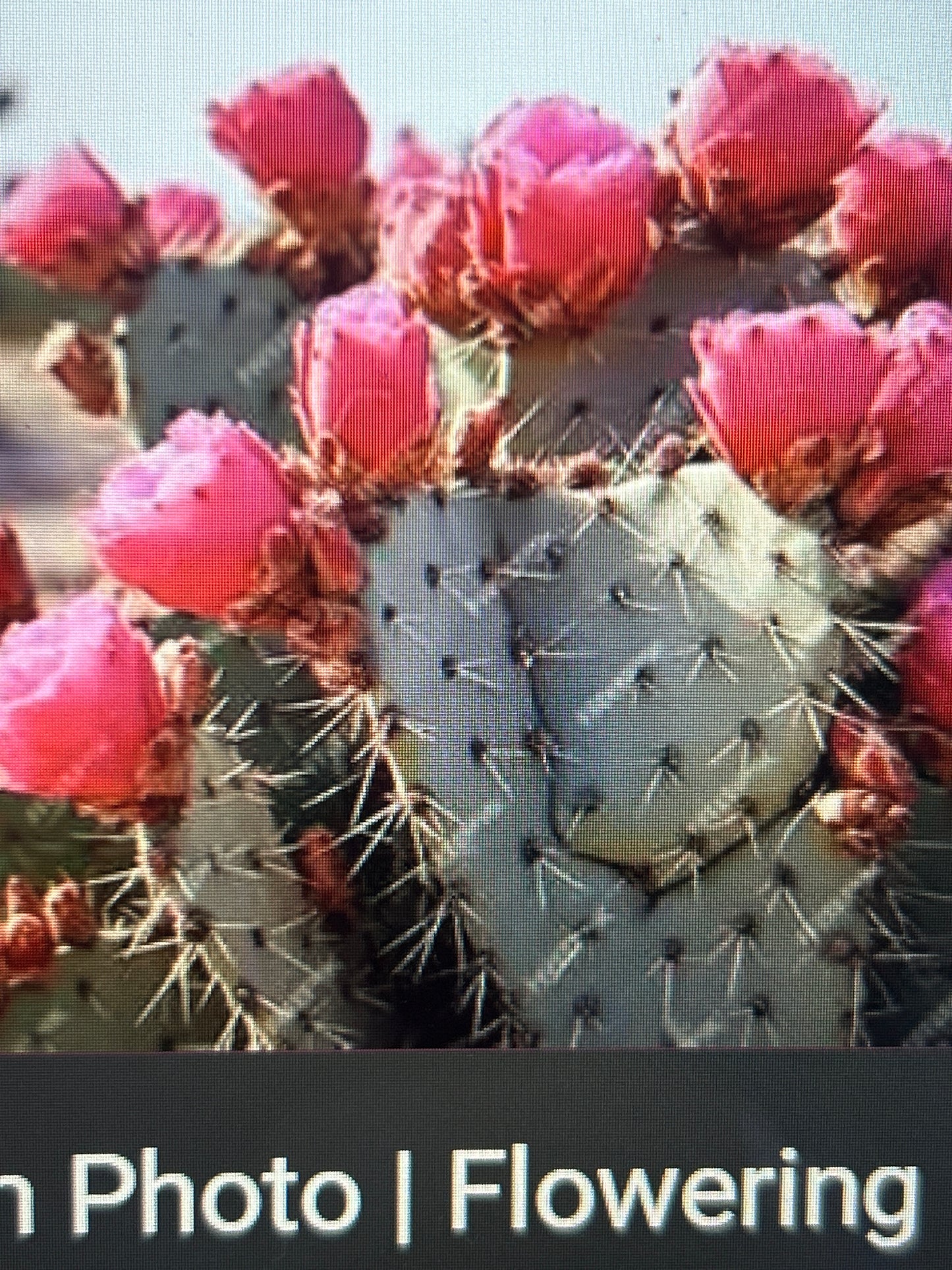 Face & Neck Serum: Prickly Pear