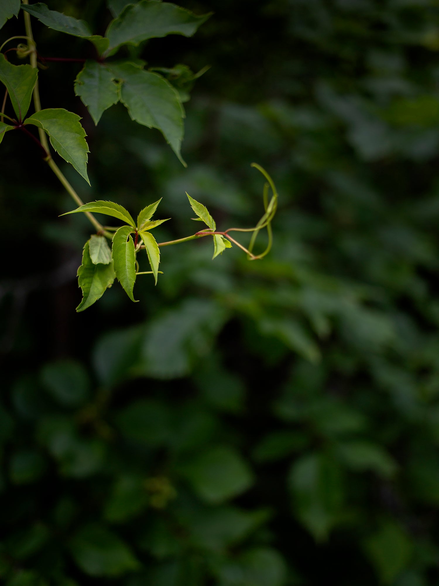 An image of green nature.